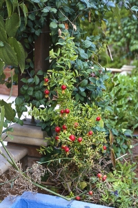 Některé odrůdy granátovníků mají zajímavě tvarované plody, jiné vynikají barvou a plností květu.