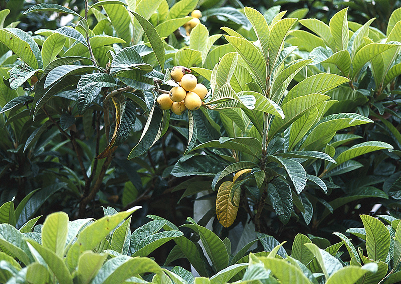 Plody lokvátu s chutí meruněk dozrávají v zimní zahradě od konce dubna do června. Semena nahrazují mandle.