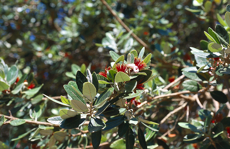 Fejchoa neboli aka Sellowova