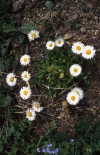 Sedmikrása chudobka (Bellis perennis). Proti zánětu horních cest dýchacích stačí spařit lžičku sedmikrásových květů do menšího šálku. Prošlechtěné zahradní sedmikrásy nemají potřebný podíl léčivých látek a k léčení se nepoužívají.