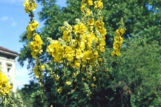 Divizna velkokvětá (Verbascum thapsiforme). Léčivé látky ze sušeného květu za špatného skladování ve vlhku rychle vyprchají. Rostlina má jedovatá semena. Čaj s příchutí medu je účinný proti kašli, při zánětu průdušek, hrtanu, úst a při chrapotu. Spařujte 3–4 čajové lžičky 4 dcl horké vody.