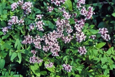 Dobromysl obecná (Origanum vulgare). Jedna čajová lžička na šálek několikrát denně pomáhá proti kašli. Čaj rovněž dezinfikuje ústní dutinu a léčí žaludeční nevolnost. Proti kašli a rýmě pomůže i inhalování páry ze spařené dobromysli.