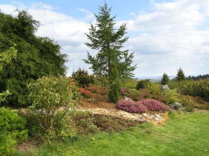 Pohled na část vřesoviště s kanadskými borůvkami, menším modřínem a japonskými azalkami představuje jeden z harmonických prvků přírodní zahrady.