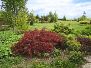 V záhonech dominuje javor dlanitolistý (Acer palatum Dissectum Garnet) a za ním vidíte smrk ztepilý (Picea abies Acrocona).