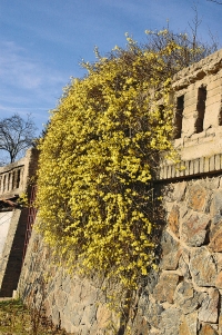 Únorové květy jasmínu nahokvětého (Jasminum nudiflorum) vám zkrátí zimu a přiblíží jaro.