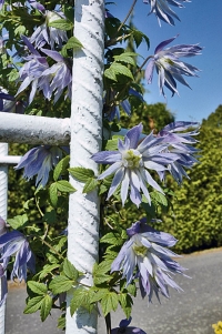 Květy plaménku Clematis macropetala ´Wesselton´ zdobí kovovou konstrukci oddělující terasu od zahrady.