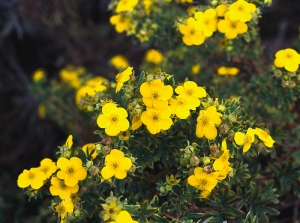 Nepřetržitě kvetoucí mochnovec neboli mochna křovitá (Potentilla fruticosa).