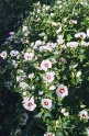 Ibišek syrský (Hibiscus syriacus) se množí řízkováním. Odrůdy roubováním, podnoží je původní druh.