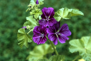 Sléz maurský (Malva mauritiana) původem z jižní Evropy byl na venkově vysazován do zahrádek na záhony léčivých rostlin. Sazenice léčivých slézů se šířily z klášterních zahrad. Dvouletá až vytrvalá bylina.