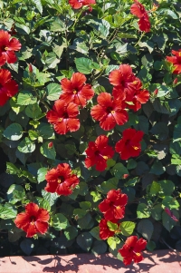Ibišek čínská růže má květy až o průměru 15 cm. Kvete jen jeden den, ale nepřetržitě po celou dobu vegetace. Plodem je tobolka.
