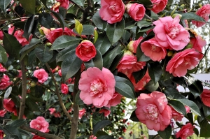 Camellia japonica „Chandleri Elegans“ patří ke starým, ale velmi vyhledávaným odrůdám.