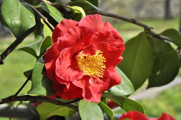 Odrůda Camellia japonica „Grand Prix“ má zvlášť veliké květy.