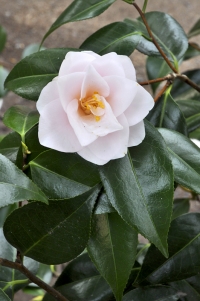 Camellia japonica „Hagoromo“ kvete od března, má něžně narůžovělé květy a daří se jí i ve stínu.