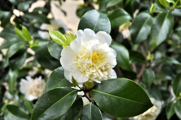 Camellia japonica „Jury´s Yellow“ má bohaté květy s nádechem do žluta, vzhledem k mělkým kořenům vyžaduje mulčování.