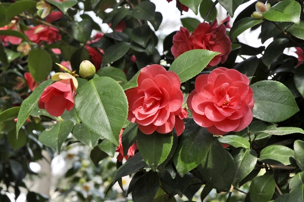 Camellia japonica „Lady Campbell“ je stará a velmi odolná odrůda.