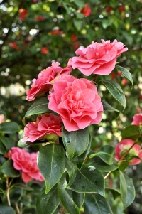 Camellia japonica „Schloss Pillnitz“ je k vidění na unikátní výstavě kamélií v zahradě zámku Pillnitz.