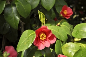Květ původní rostliny Camellia japonica na zámku Pillnitz, která byla do Evropy dovezena v roce 1776.