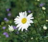 Kopretina velkokvětá (Chrysanthemum maximum, syn. Leucanthemum maximum) rozkvétá od června do července, sestřih hned po odkvětu zajistí bohaté druhé kvetení.