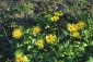 Kamzičník východní (Doronicum orientale) nasazuje květy od dubna do května. Pravidelným odstřiháváním odkvetlých květů podpoříte dorůstání nerozkvetlých poupat (nezaschnou) a tvorbu nových květonosných výhonů.