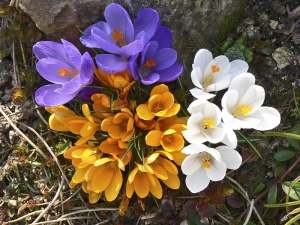 Šafrány (Crocus) jsou nenáročné rostliny původem ze stepí. Výborně se jim proto daří ve skalkách i v trávníku, který v létě vysychá. Malé cibulky „vyséváme“ mělce pod povrch půdy stejně jako u sněženek (5 cm).