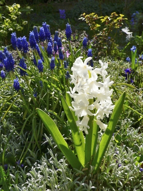 Hyacinty mají nepřekonatelnou intenzivní vůni. Kvetou později, až v dubnu a květnu, hroznem květů v mnoha krásných barvách. Mají rády slunce a propustnou, ale živnou půdu.