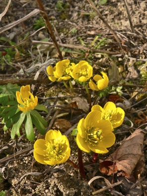 Talovín zimní (Erantis hyemalis) je nízká nenápadná rostlina, která vykvétá již v únoru a březnu. Dobře snáší přistíněné místo pod většími keři. Pokud ji jednou vysadíte, pravidelně kvete a rozšiřuje se bez další péče.