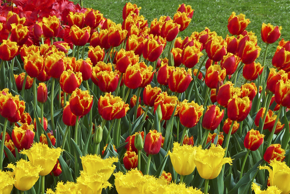 Tulipány umisťujeme na světlé místo (původem step a skály) do lehčí a propustné zeminy. Zahradní sorty přesazujeme každé 2–4 roky pokud možno na jiné místo (prevence před virovými chorobami, které se projevují žíháním a zmenšováním květů). Tzv. botanické a divoké druhy přesazovat netřeba, počítejme však s tím, že cibulky přirozeně „zalézají“ stále hlouběji.