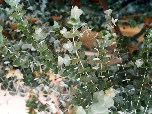 Blahovičník Gunnův (Eucalyptus gunnii) vyžaduje směs listovky, drnovky, kompostu a písku, slunce.