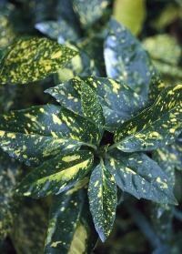 Aukuba japonská (Aucuba japonica) má přirozený souměrný růst, rostlinu nemusíte prostříhávat.