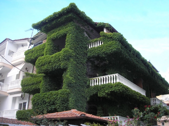Dům se svěže zelenou přírodní izolací. Nechali byste si něco podobného vyrůst také na svém domě?
