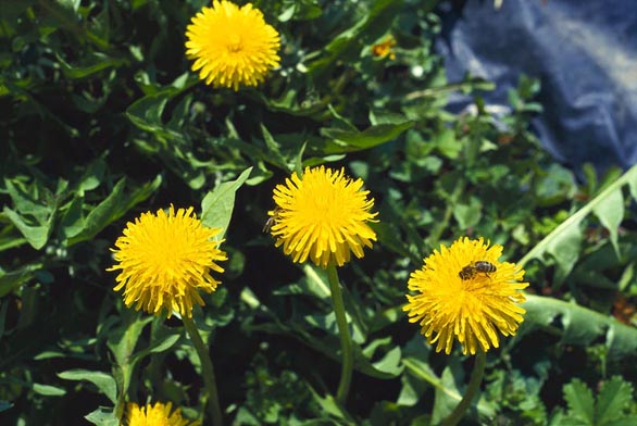 Smetanka lékařská neboli pampeliška (Taraxacum officinale) – hluboko kořenící vytrvalá bylina, která je podnes využívaná v lidovém léčitelství i v kuchyni. Na skalkách a květinových záhonech lopatkou vyryjte již mladé rostliny. Na staré rostliny bodově kápněte ROUNDUP. Pozor – takové rostliny již nepatří do kuchyně ani k přípravě léčivých čajů!