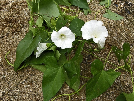 Opletník plotní (Calystegia sepium) se na vlhkých půdách stává obtížným, vytrvalým, hluboko kořenícím plevelem. Je to jedovatá rostlina, která se dříve vysazovala k vesnickým plotům. Kvete bílými nebo růžovými květy na ovíjivých výhonech o délce 2–4 m. Je třeba nepřetržitě likvidovat herbicidy, při pletí vybrat a zničit kořeny.