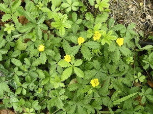 Mochna plazivá neboli mochna pětilístek (Potentilla reptans) je nízká, vytrvalá bylina, která se v příznivých podmínkách na hlinitých půdách rychle šíří dlouhými lodyhami s dalšími dceřinými rostlinami. Má dlouhý kůlovitý kořen a okolo mateční rostliny bývá připraveno až 30 dalších mladých kořenících rostlin. Odolává herbicidům. Rostlinu je nutno vpíchnout, vyrýt i s celým dlouhým kořenem. Z přetrženého kořene se snadno znovu obnoví.