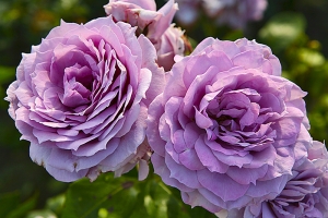 Záhonová růže Novalis je opravdovým kouskem novodobého šlechtění. Snoubí se u ní vzácná barva v lila tónech s naprosto zdravým a romanticky plným květem.