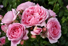 Romantika v detailu – květ záhonové růže Rosenfee má pohádkovou barvu i tvar květu.
