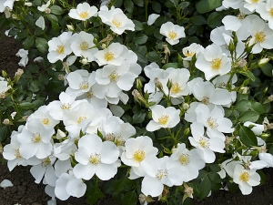 Mnohokvětá růže Escimo zajistí vaší zahradě sněhobílý koberec z jednoduchých kvítků v mnohočetných květenstvích.