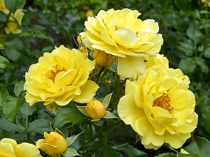 Naprosto zdravá mnohokvětá růže Gelber Engel má sytě žlutou barvu a jemně voní. Dorůstá výšky až 80 cm.