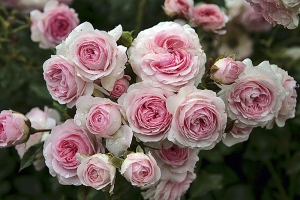 Záhonová růže Larisa se řadí k těm drobnějším. Vynikne zejména v plošné výsadbě a v kombinaci s jemnými květy levandulí.