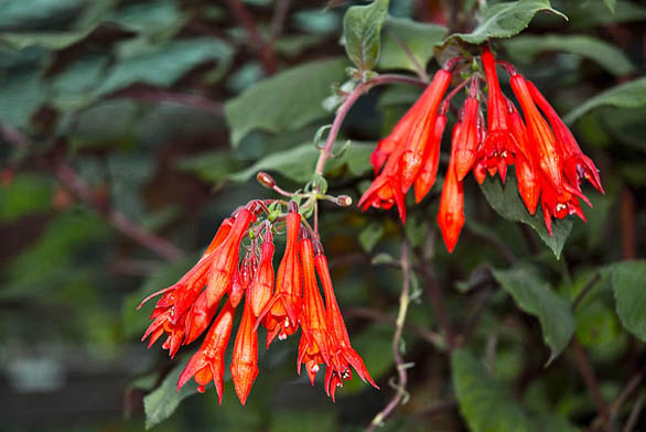 Květy Fuchsia 'Gottingen' připomínají spíše původní plané druhy.