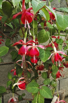 Květy Fuchsia 'Caelia Saedley'