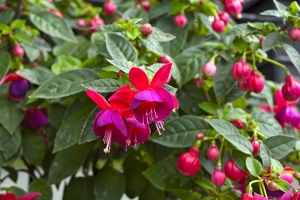 Květy Fuchsia 'Cupid'