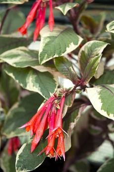 Odrůda Fuchsia 'Firecracker' má nejen dekorativní květy, ale i listy.