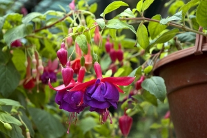 Květy Fuchsia 'Julien Mertz'