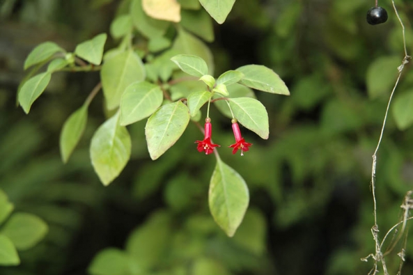 Původní druh Fuchsia obconica má velmi drobné květy, jen necelý centimetr dlouhé.