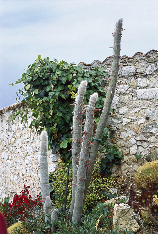 Cleistocactus strausii