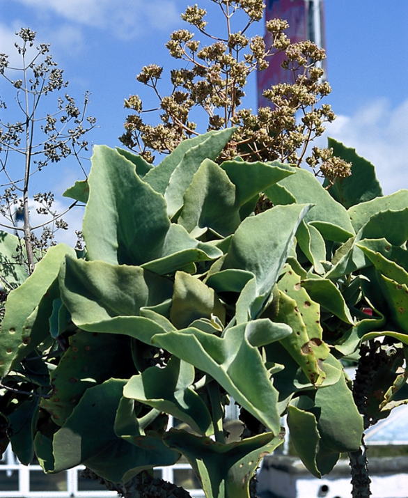 Kolopejka beharská – Kalanchoe beharensis