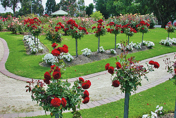 Stromkové růže na zahradě