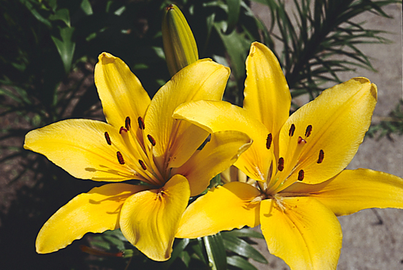 Žlutozlatými květy se pyšní hybrid Croesus.