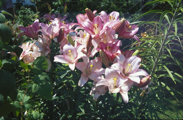 Pro svou rozmanitost a různé požadavky na pěstování mají lilie v zahradě široké možnosti použití.