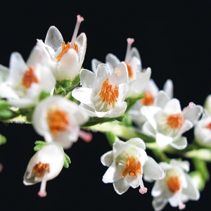Sněhově bílá odrůda vřesu Alba Plena svítí v září a říjnu plnými květy na hustých, půl metru vysokých drnech.